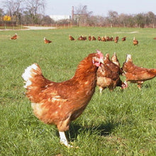 Laden Sie das Bild in den Galerie-Viewer, Eier vom Sonnenhof