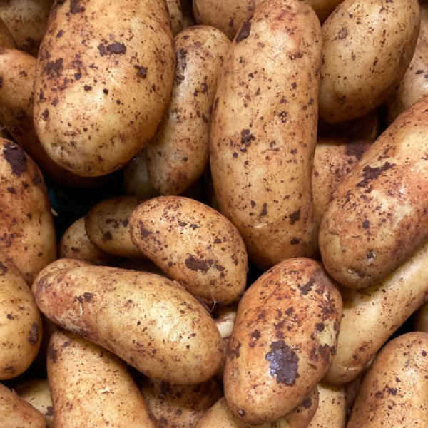 Kartoffeln Annabelle Neue Ernte